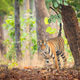 Tiger marking its territory Tiger marking its territory - PhotoDune Item for Sale