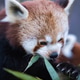 Red panda eating bamboo leaves in a close-up wildlife portrait Red panda eating bamboo leaves in a close-up wildlife portrait - PhotoDune Item for Sale