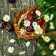 Ripe sweet cherries in a wicker basket and small daisies on a wooden table in the garden. Ripe sweet cherries in a wicker basket and small daisies on a wooden table in the garden. - PhotoDune Item for Sale