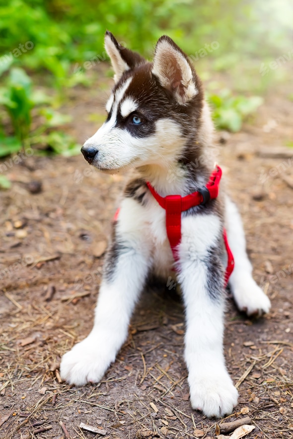 Small siberian Husky puppy in red dog leash Stock Photo by lyulkamazur