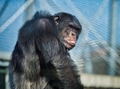 Chimpanzee primate side portrait Chimpanzee primate side portrait - PhotoDune Item for Sale