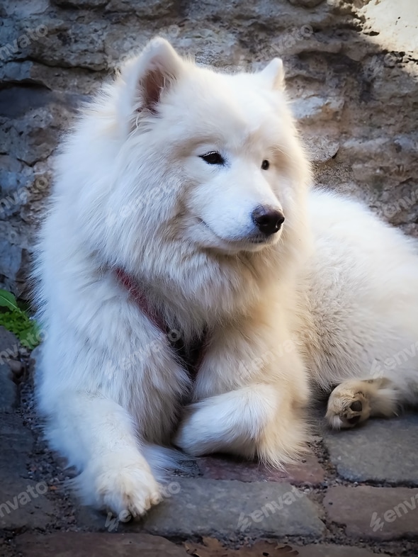 Samoyed Big Fluffy Dogs Breeds Giant Samoyed Dog Giant White