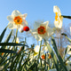 A traditional martisor with pom-poms hangs from a daffodil in a flowerbed. A traditional martisor with pom-poms hangs from a daffodil in a flowerbed. - PhotoDune Item for Sale