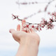 hand with almond blossoms blooming in spring closeup with sky background hand with almond blossoms blooming in spring closeup with sky background - PhotoDune Item for Sale