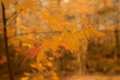 Yellow maple leaves in autumn season with blurred background, taken from Japan. Yellow maple leaves in autumn season with blurred background, taken from Japan. - PhotoDune Item for Sale