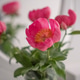 A bouquet of pink peonies in a vase. A bouquet of pink peonies in a vase. - PhotoDune Item for Sale
