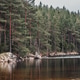 Pine Forest Lakeside Pine Forest Lakeside - PhotoDune Item for Sale