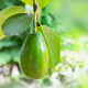 Closeup of fresh green avocado hanging on the branches of the tree Closeup of fresh green avocado hanging on the branches of the tree - PhotoDune Item for Sale