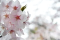 A close-up petal of cherry blossom (sakura) flower A close-up petal of cherry blossom (sakura) flower - PhotoDune Item for Sale