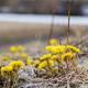 Yellow coltsfoot flowers Yellow coltsfoot flowers - PhotoDune Item for Sale