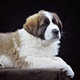 Four month old St. Saint Bernard Puppy Laying Down Four month old St. Saint Bernard Puppy Laying Down - PhotoDune Item for Sale
