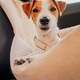 A small dog resting comfortably on a soft car seat cover during a sunny drive A small dog resting comfortably on a soft car seat cover during a sunny drive - PhotoDune Item for Sale