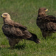 twany eagles twany eagles - PhotoDune Item for Sale