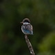 Striped Kingfisher Striped Kingfisher - PhotoDune Item for Sale