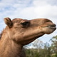 Brown camel head, profile, cloudy sky Brown camel head, profile, cloudy sky - PhotoDune Item for Sale
