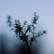 Juniper plant in a fog. Juniper plant in a fog. - PhotoDune Item for Sale