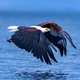 A fish Eagle A fish Eagle - PhotoDune Item for Sale