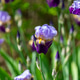 iris flowers iris flowers - PhotoDune Item for Sale