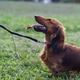Dachshund Life Dachshund Life - PhotoDune Item for Sale