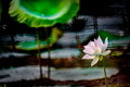 White lotus blooming in the pond White lotus blooming in the pond - PhotoDune Item for Sale