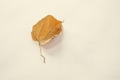 Dry leaf on warm yellow background Dry leaf on warm yellow background - PhotoDune Item for Sale