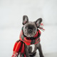 Funny gray puppy french bulldog dressed Xmas clothing at home holiday setting Funny gray puppy french bulldog dressed Xmas clothing at home holiday setting - PhotoDune Item for Sale