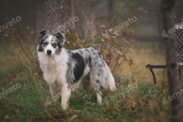 Silver Merle Border Collie Blue Merle Mini Border Collie Miniature