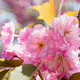 Pink Cherry Blossom Flowers In Spring Bloom Pink Cherry Blossom Flowers In Spring Bloom - PhotoDune Item for Sale