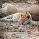 Laying cub laying in the sand in the Kruger. Laying cub laying in the sand in the Kruger. - PhotoDune Item for Sale