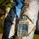 Birch sap harvesting from tree trunk in spring garden Birch sap harvesting from tree trunk in spring garden - PhotoDune Item for Sale