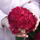 Hands of child are Holding Blooming Burgundy Hydrangea. Symbol of Gratitude and Natural Elegance. Hands of child are Holding Blooming Burgundy Hydrangea. Symbol of Gratitude and Natural Elegance. - PhotoDune Item for Sale