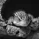 Black and white close-up portrait of a lizard resting among textured rocks Black and white close-up portrait of a lizard resting among textured rocks - PhotoDune Item for Sale