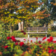 Bench in autumn public park, blooming bright roses in foreground Bench in autumn public park, blooming bright roses in foreground - PhotoDune Item for Sale