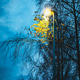 Lamppost with last yellow leaves among bare branches on autumn evening Lamppost with last yellow leaves among bare branches on autumn evening - PhotoDune Item for Sale