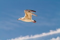 Seagull against a soft blue sky, wings outstretched Seagull against a soft blue sky, wings outstretched - PhotoDune Item for Sale