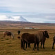 Horses in Iceland against the background of mountains Horses in Iceland against the background of mountains - PhotoDune Item for Sale
