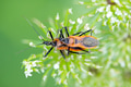 Red stink bug mating on a plant in the wild Red stink bug mating on a plant in the wild - PhotoDune Item for Sale
