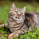 Cat Cat - PhotoDune Item for Sale