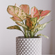Pink and green Aglaonema houseplant in a textured gray ceramic pot on a white table Pink and green Aglaonema houseplant in a textured gray ceramic pot on a white table - PhotoDune Item for Sale