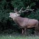 One adult deer during the rutting season. One adult deer during the rutting season. - PhotoDune Item for Sale