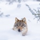 Wolf in Snowy Scandinavian Landscape Wolf in Snowy Scandinavian Landscape - PhotoDune Item for Sale