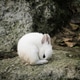 White cute little rabbit White cute little rabbit - PhotoDune Item for Sale