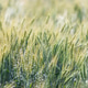 Irrigated Wheat Field with Water Droplets at Golden Hour Irrigated Wheat Field with Water Droplets at Golden Hour - PhotoDune Item for Sale
