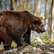 Brown bear walking through forested area near a calm body Brown bear walking through forested area near a calm body - PhotoDune Item for Sale