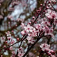 The Beautiful Pink Cherry Blossom Branch The Beautiful Pink Cherry Blossom Branch - PhotoDune Item for Sale