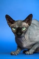 Portrait of Canadian Sphynx looking at camera. Hairless female cat on blue background Portrait of Canadian Sphynx looking at camera. Hairless female cat on blue background - PhotoDune Item for Sale