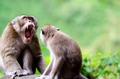 A yawning long-tailed macaque (Macaca fascicularis), commonly known as the crab-eating macaque A yawning long-tailed macaque (Macaca fascicularis), commonly known as the crab-eating macaque - PhotoDune Item for Sale