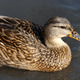 Close up young female wild duck swim on the lake shore in sunny day Close up young female wild duck swim on the lake shore in sunny day - PhotoDune Item for Sale
