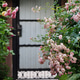 Pink roses by doorway cozy garden entrance romantic floral home exterior Pink roses by doorway cozy garden entrance romantic floral home exterior - PhotoDune Item for Sale