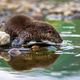 Otter in nature habitat. Portrait of water predator. Animal from the river Otter in nature habitat. Portrait of water predator. Animal from the river - PhotoDune Item for Sale